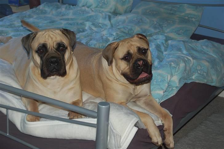 Bullmastiff  Danish Lilo billede 12