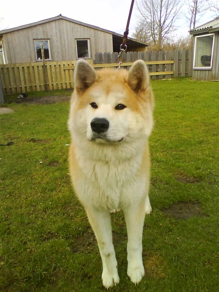 Akita inu sheila billede 1