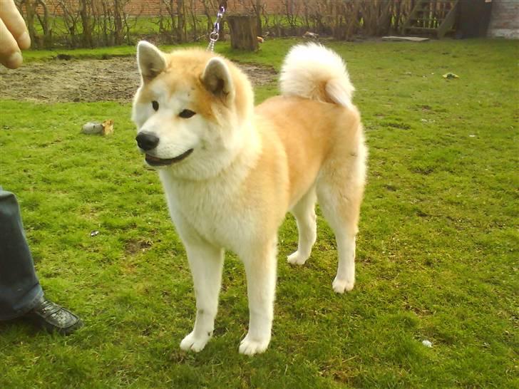 Akita inu sheila billede 2