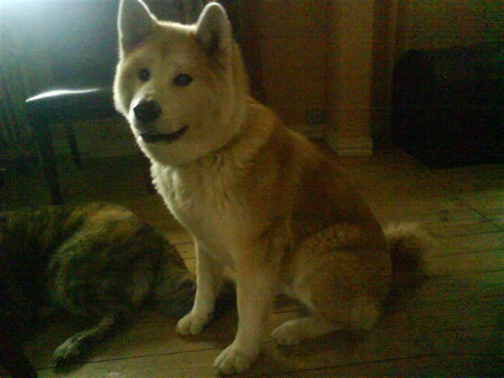 Akita inu sheila billede 3