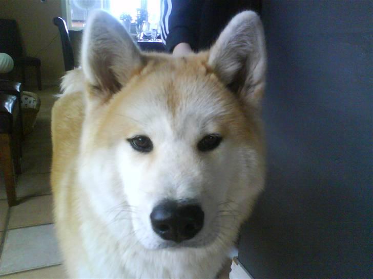 Akita inu sheila billede 4