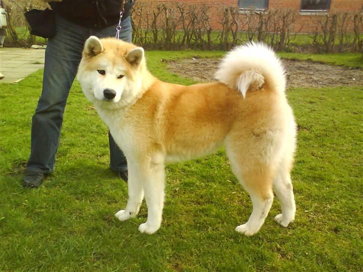 Akita inu sheila billede 5
