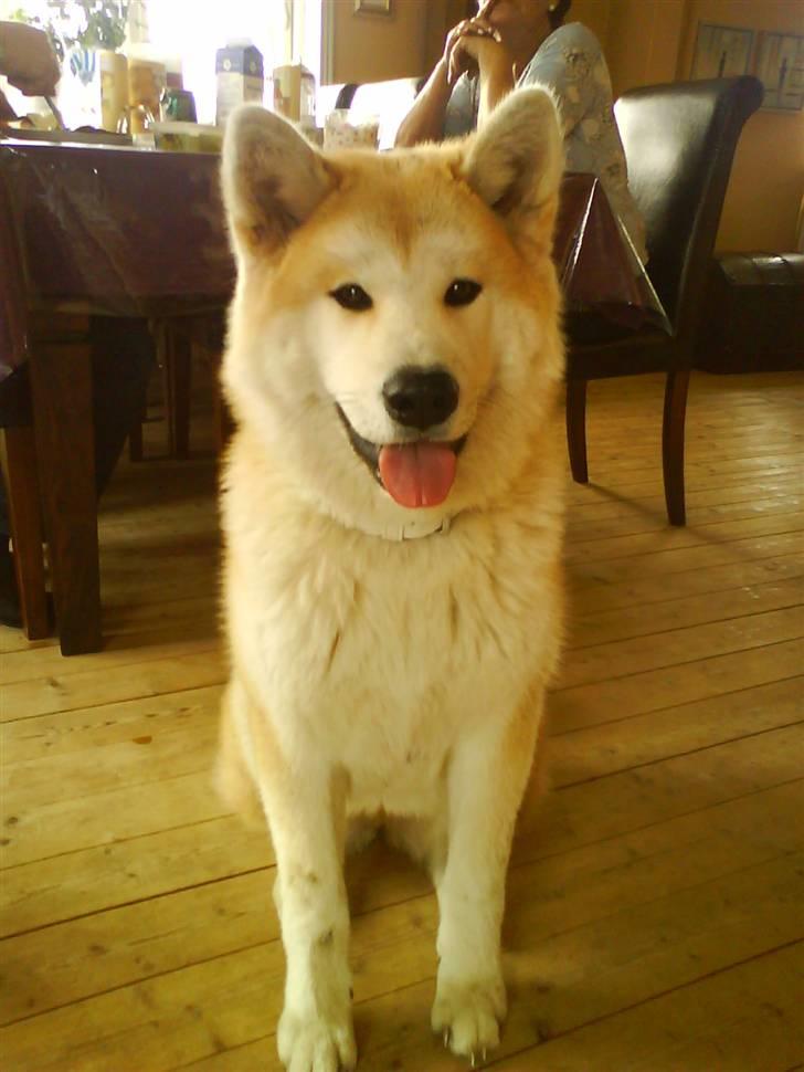Akita inu sheila billede 6