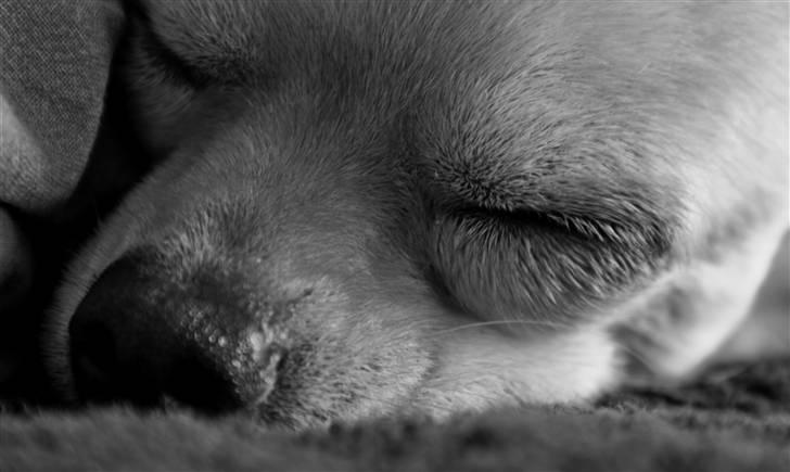 Chihuahua Milou - Milou billede 6