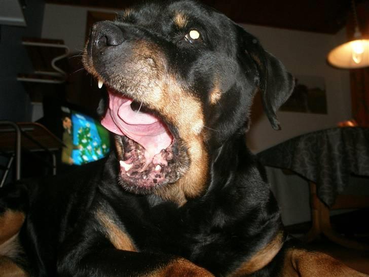 Rottweiler Zenta <3 (Gitte's) - *Gaaaaaab* "Jeg er træt" billede 1