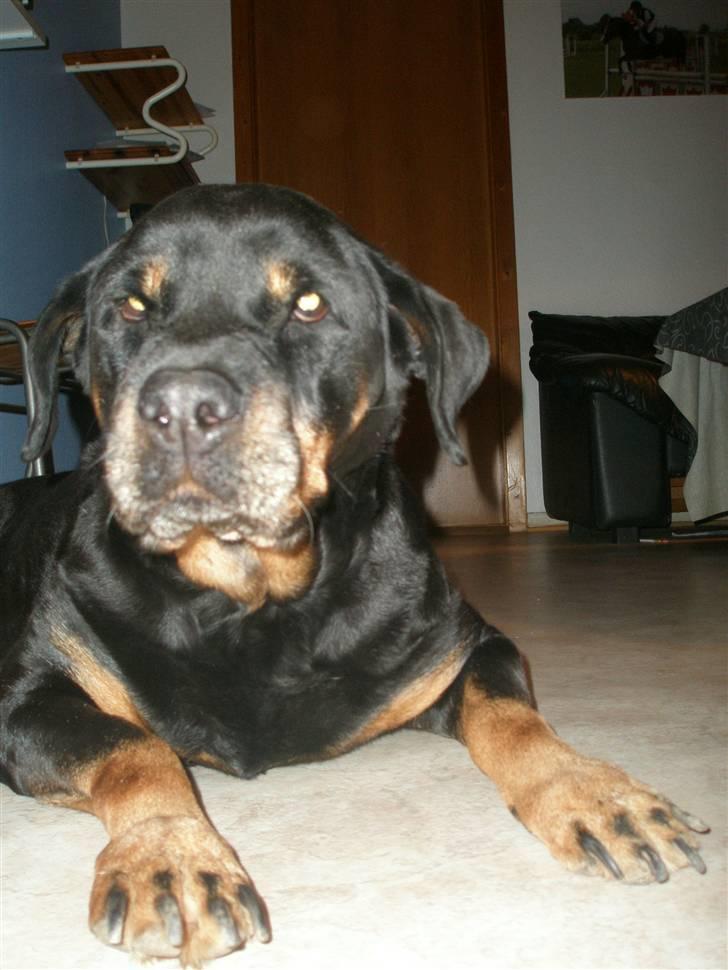 Rottweiler Zenta <3 (Gitte's) - ELSKER HENDES HOVEDE <33 billede 2