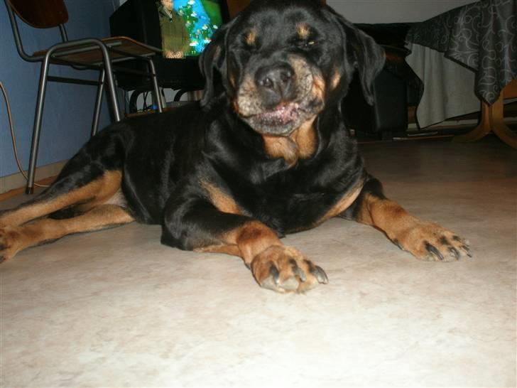 Rottweiler Zenta <3 (Gitte's) - *Kom an jeg spise dig*  haha hun har lige gabt ;D billede 3
