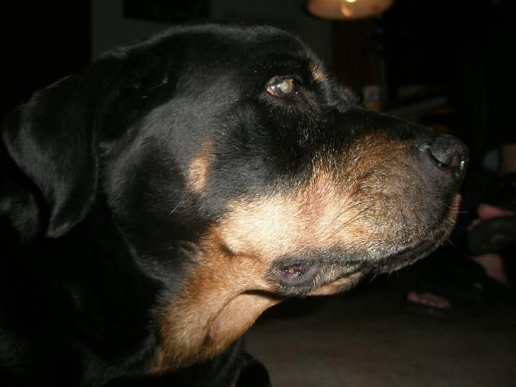 Rottweiler Zenta <3 (Gitte's) - Hun er så sød <3 :* billede 4