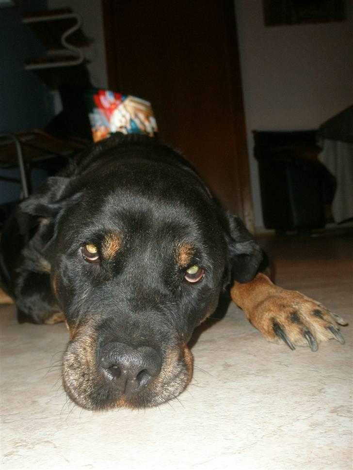 Rottweiler Zenta <3 (Gitte's) - hehe .. Træt ....... billede 5