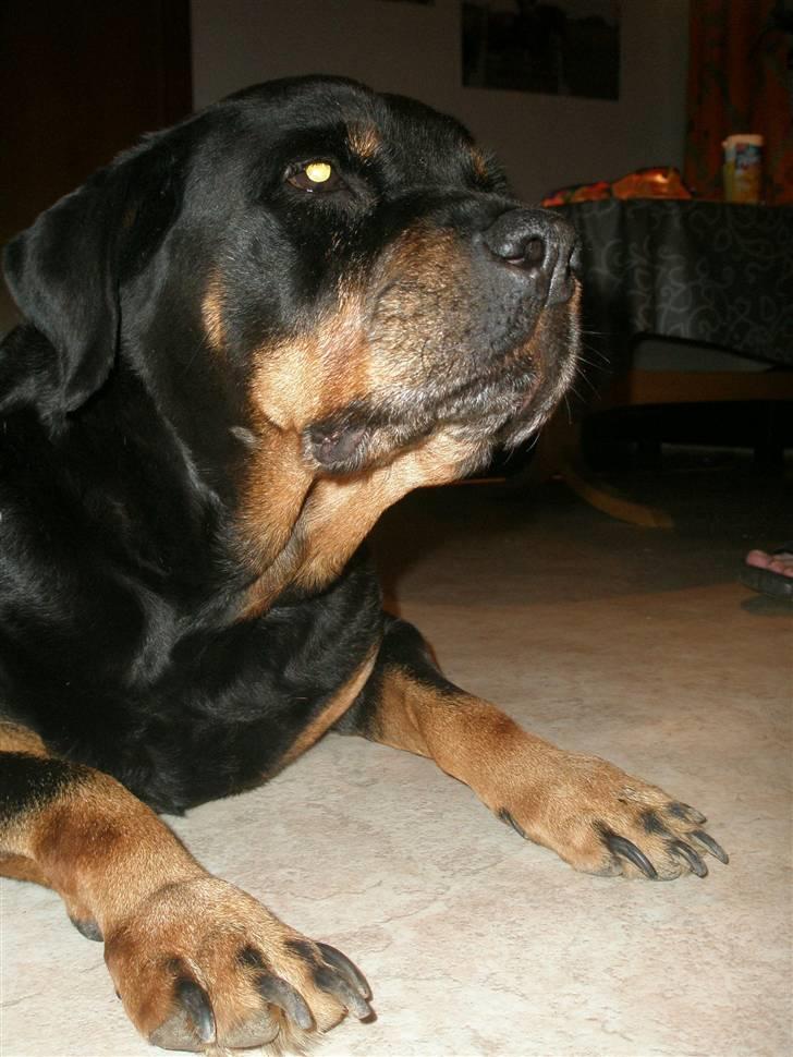 Rottweiler Zenta <3 (Gitte's) - Hmm hvad ? billede 6