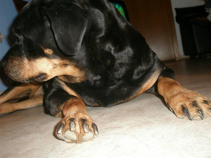 Rottweiler Zenta <3 (Gitte's) - Ej , lad nu vær , jeg bliver genert ! :* billede 7