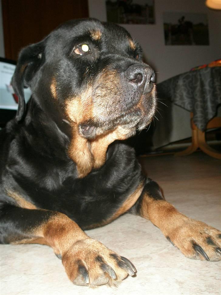 Rottweiler Zenta <3 (Gitte's) - *Rigtig uskyldigt* "det var ikk mig mor ?" billede 8