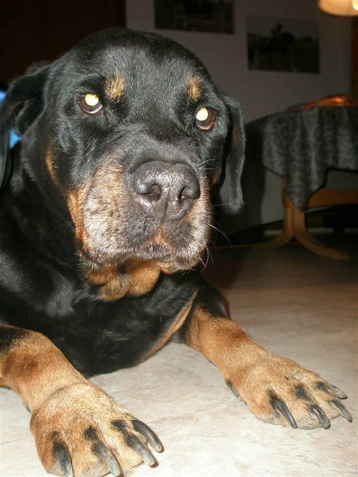 Rottweiler Zenta <3 (Gitte's) billede 9