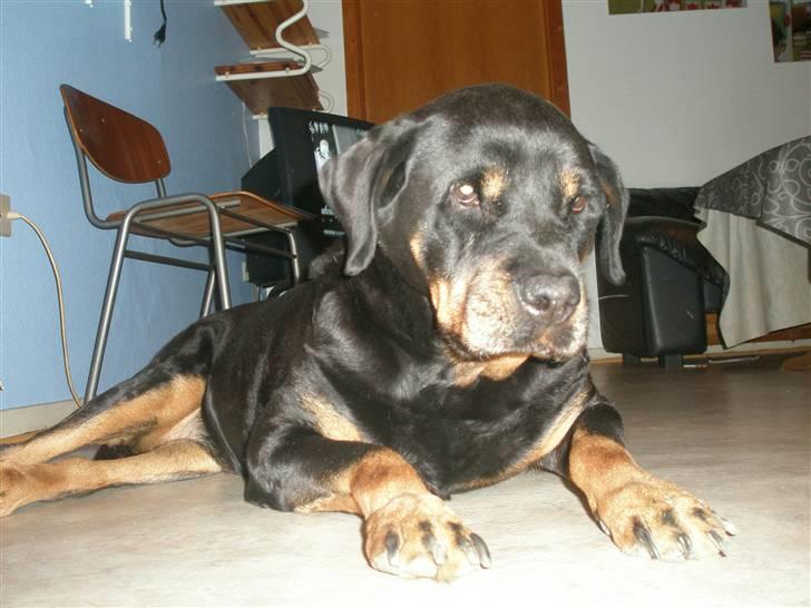 Rottweiler Zenta <3 (Gitte's) billede 10