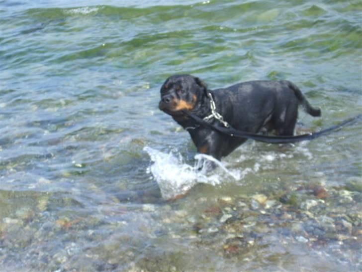 Rottweiler Tyson R.I.P billede 17