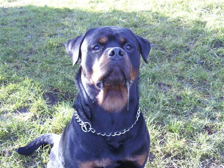 Rottweiler Tyson R.I.P billede 18