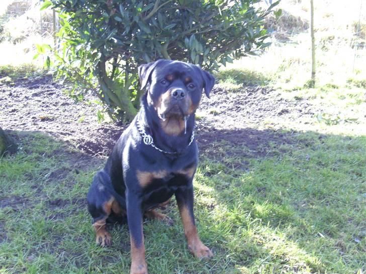 Rottweiler Tyson R.I.P billede 19