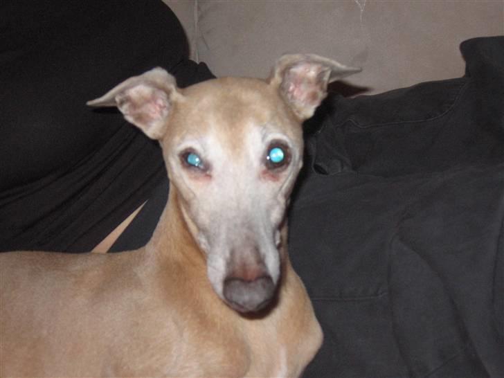 Whippet Mickey (Himmelhund) billede 6