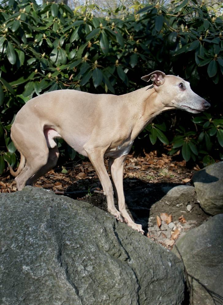 Whippet Mickey (Himmelhund) billede 7