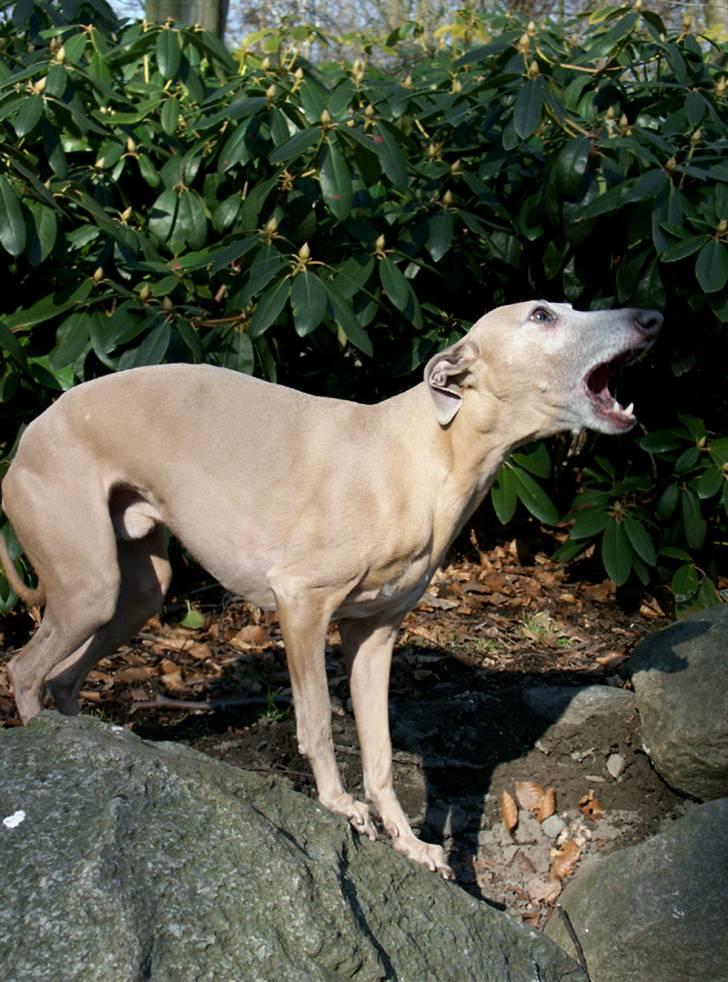 Whippet Mickey (Himmelhund) billede 8