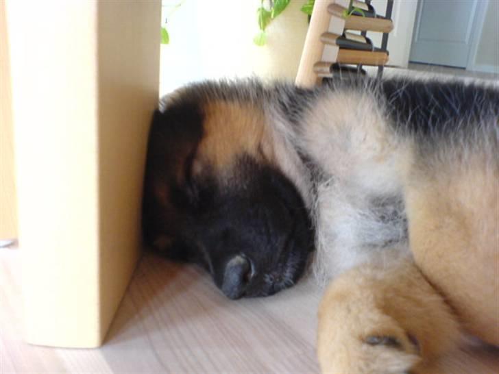 Blanding af racer phoebe billede 14