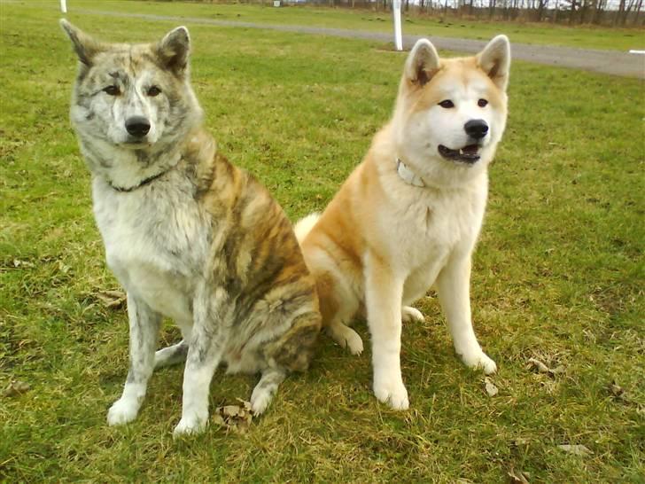 Akita inu sheila billede 7