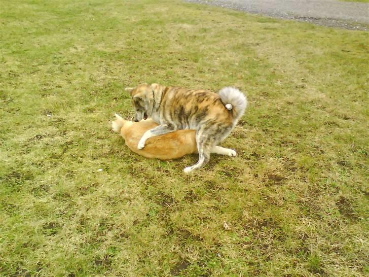 Akita inu sheila billede 8