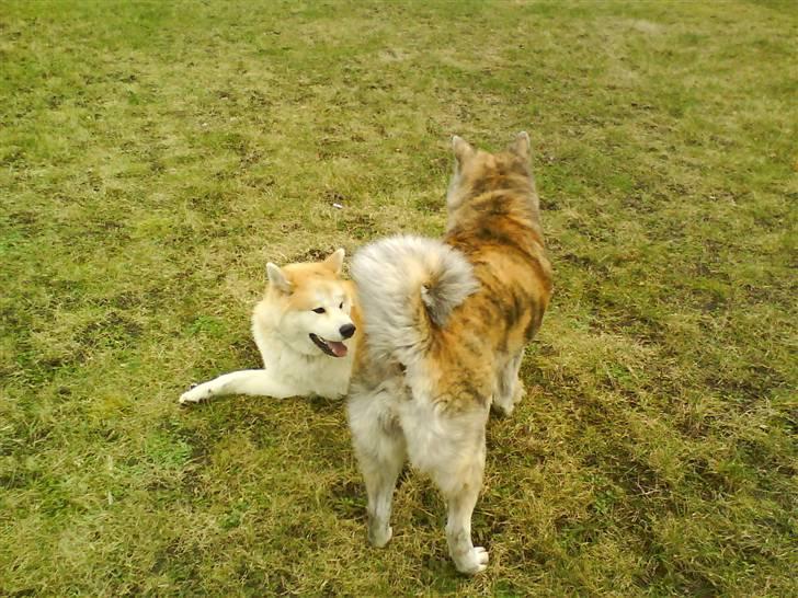 Akita inu sheila billede 9