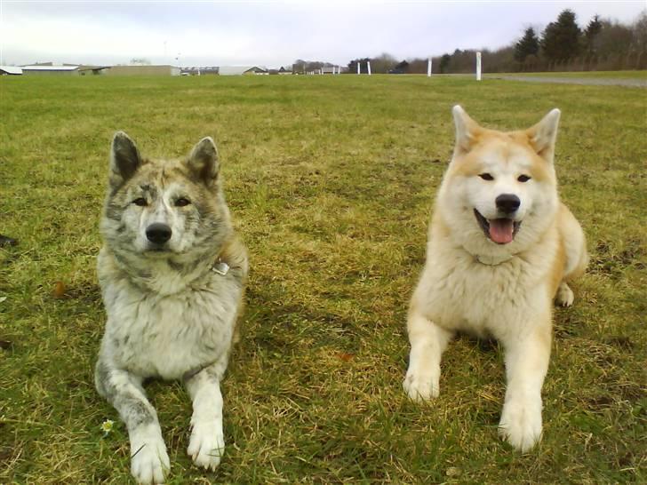 Akita inu sheila billede 10