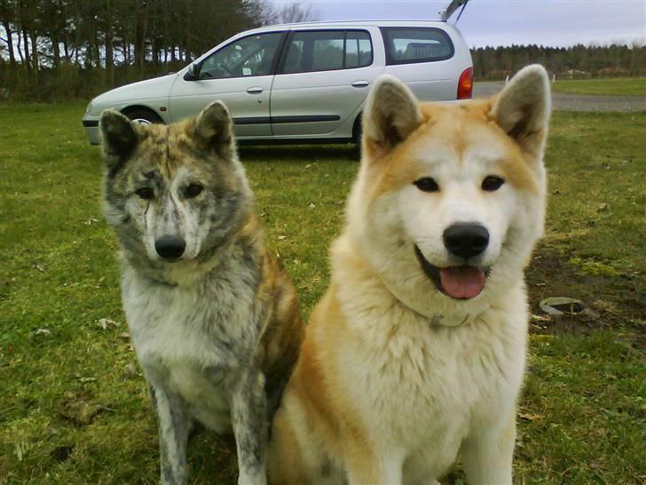 Akita inu sheila billede 11