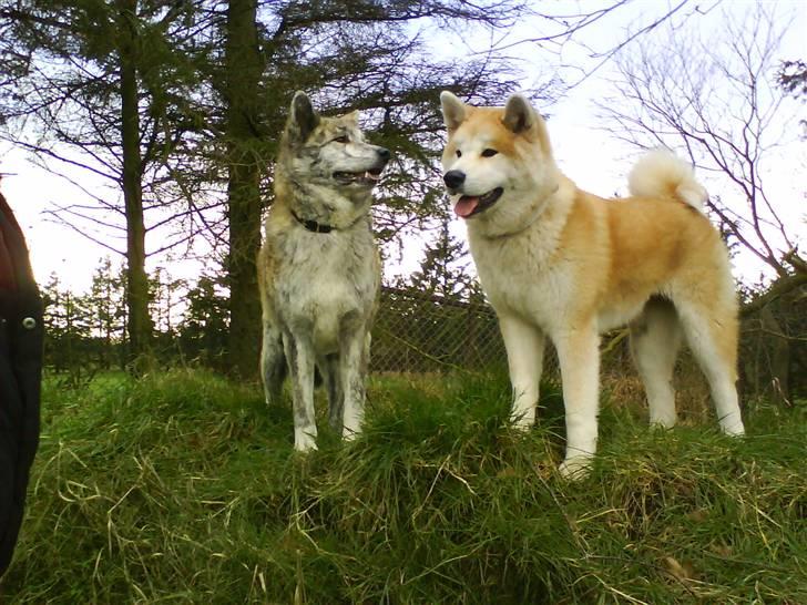 Akita inu sheila billede 12