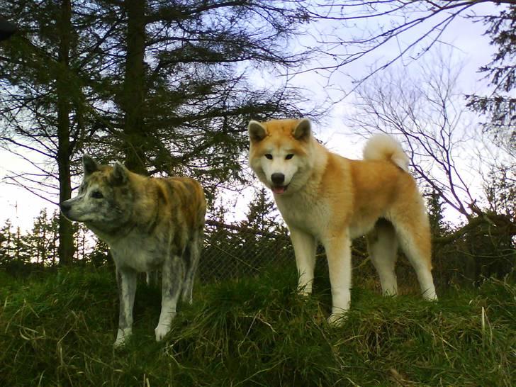Akita inu sheila billede 13