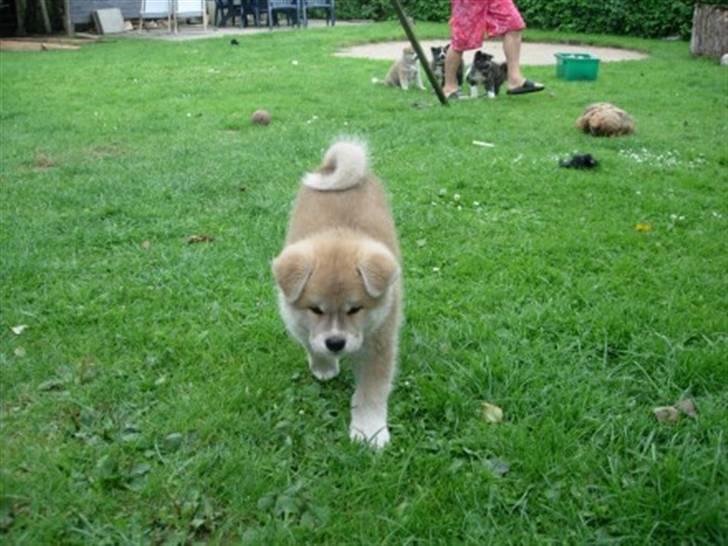 Akita inu sheila - Sheila som hvalp billede 14