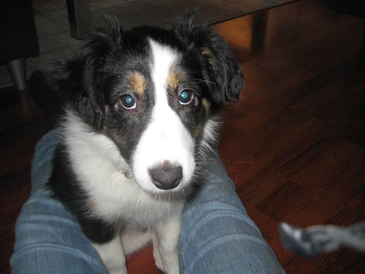 Blanding af racer Nala  - "jeg hedder Nala"!!! :-) billede 1