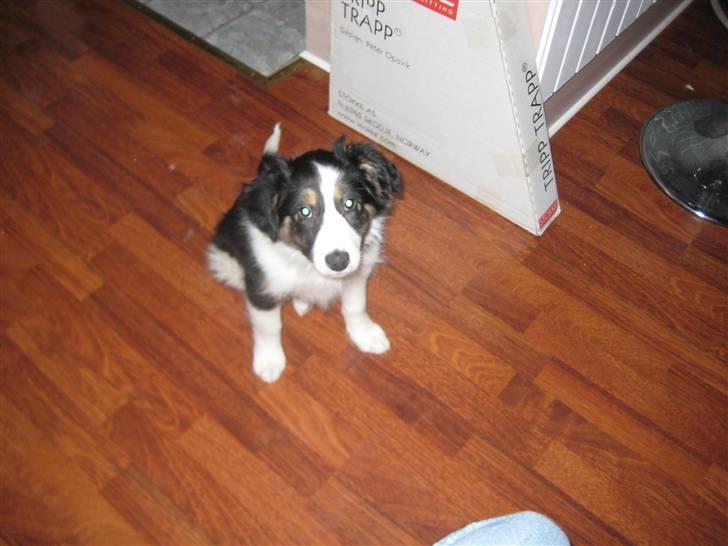 Blanding af racer Nala  - "Gir du en hundekiks?"!!!  billede 2