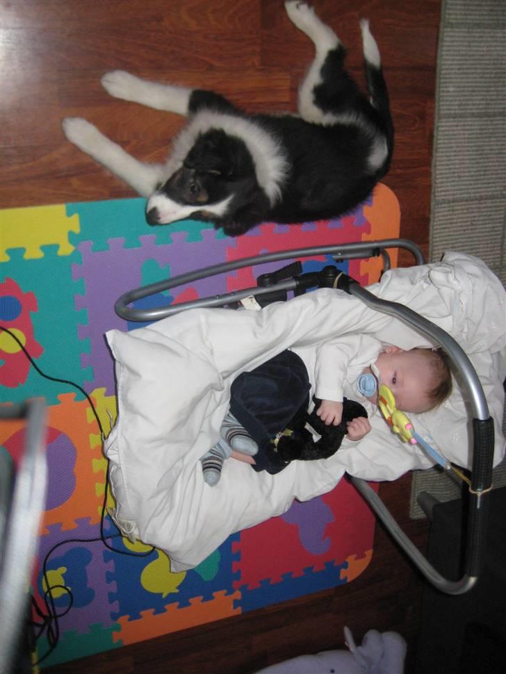 Blanding af racer Nala  billede 3