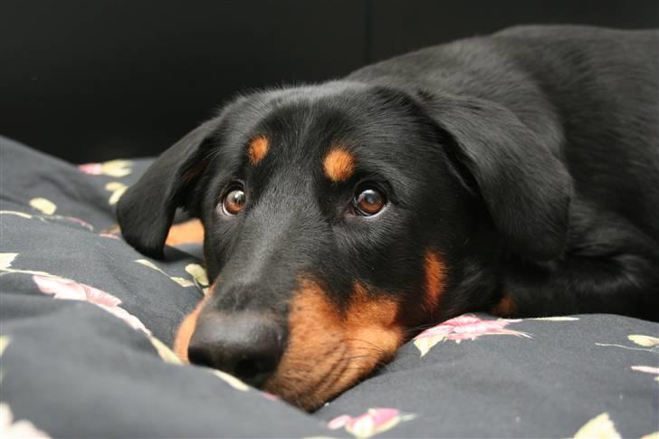 Blanding af racer Dobermann / Rotweiler  billede 1