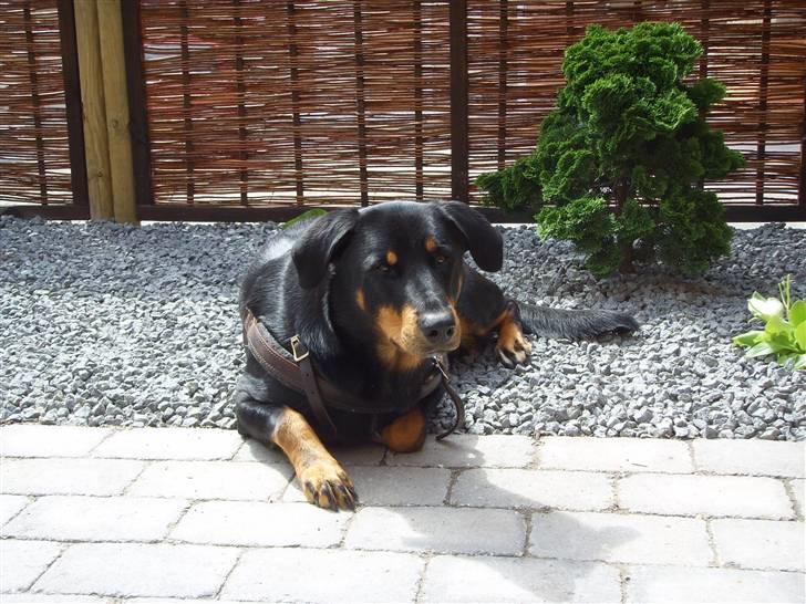 Blanding af racer Dobermann / Rotweiler  billede 2