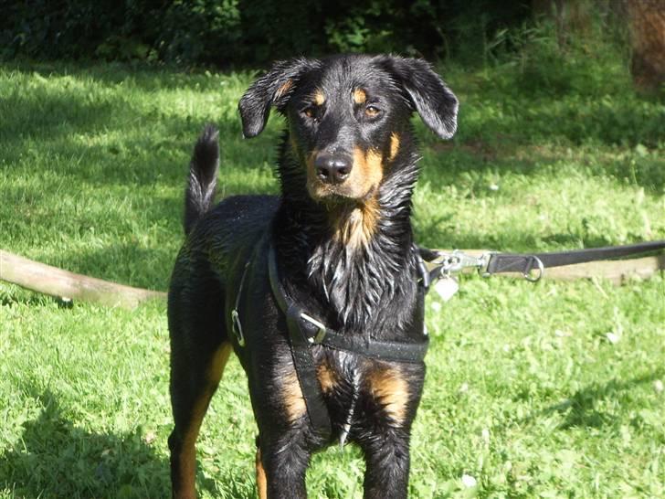 Blanding af racer Dobermann / Rotweiler  billede 3