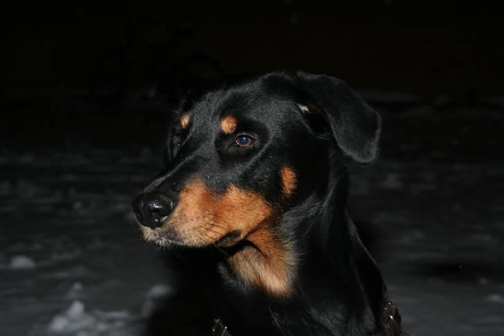 Blanding af racer Dobermann / Rotweiler  billede 4