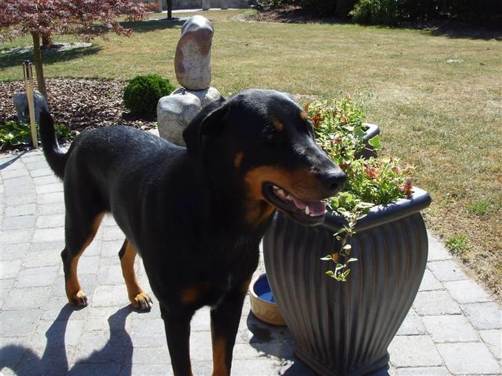Blanding af racer Dobermann / Rotweiler  billede 5