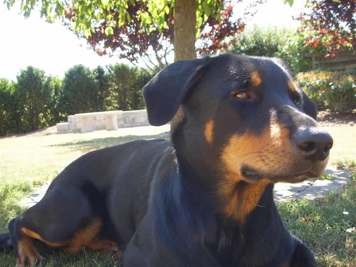 Blanding af racer Dobermann / Rotweiler  billede 6