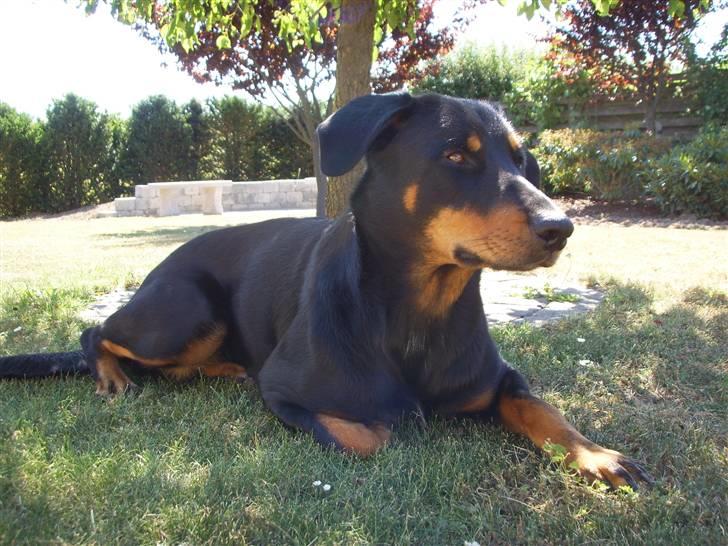 Blanding af racer Dobermann / Rotweiler  billede 7