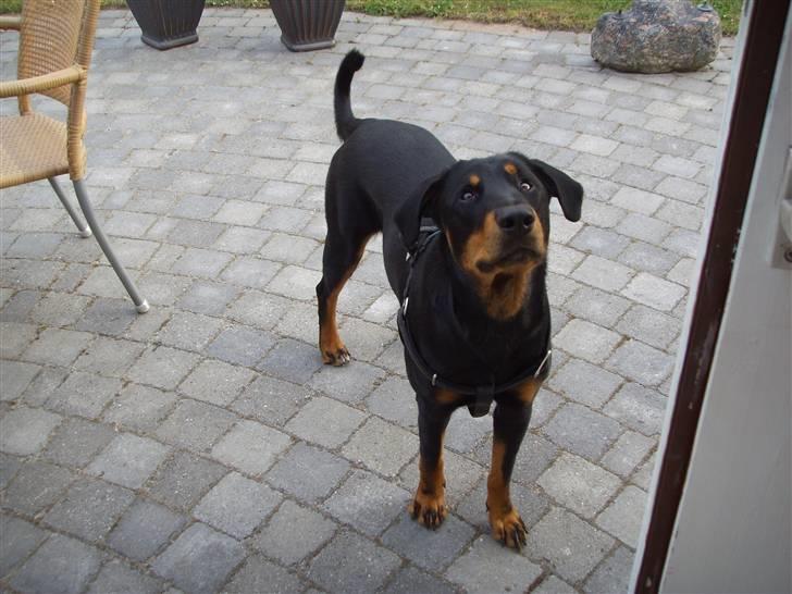 Blanding af racer Dobermann / Rotweiler  billede 8