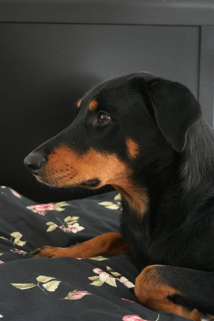 Blanding af racer Dobermann / Rotweiler  billede 9