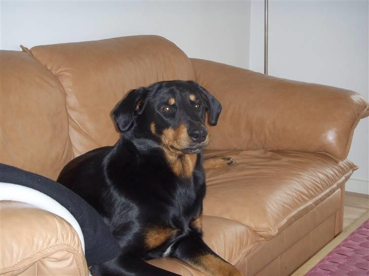 Blanding af racer Dobermann / Rotweiler  billede 10