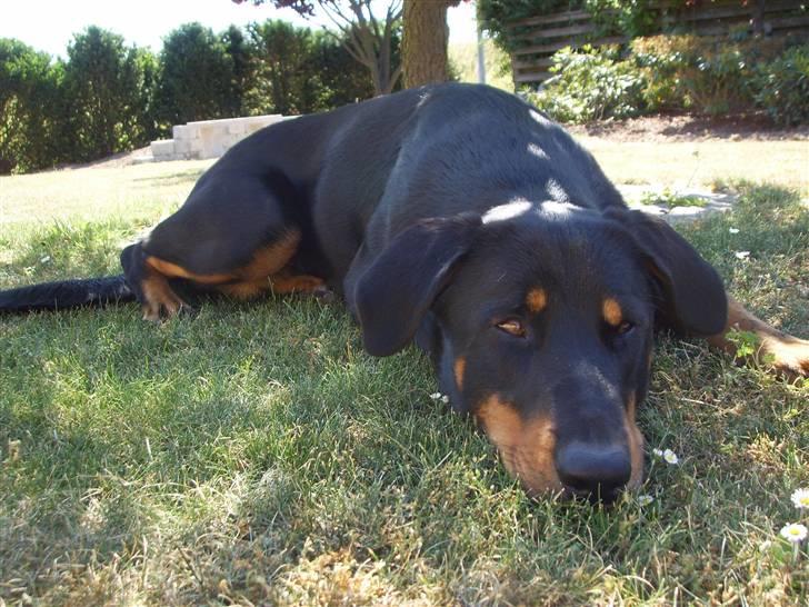 Blanding af racer Dobermann / Rotweiler  billede 11