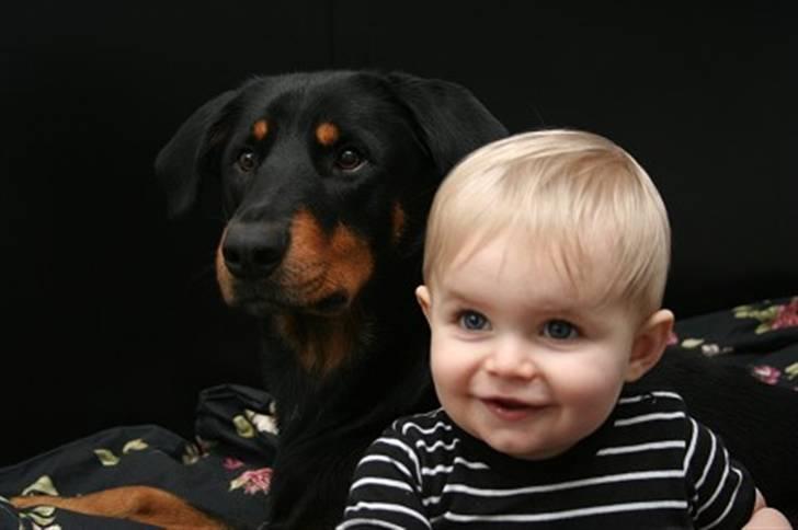 Blanding af racer Dobermann / Rotweiler  billede 12