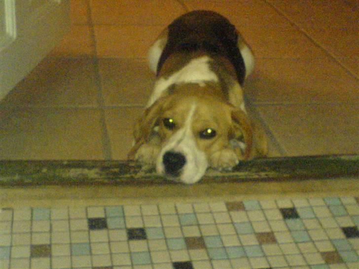 Beagle Nala - Jeg er da lækker ?? billede 9