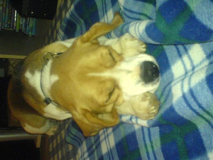 Beagle Nala - zzz men jeg passer stadig på Freya billede 10